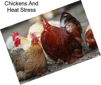 Chickens And Heat Stress