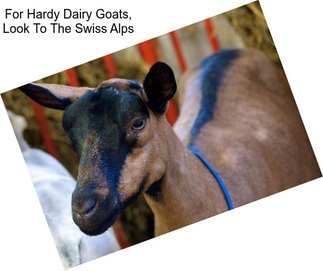 For Hardy Dairy Goats, Look To The Swiss Alps