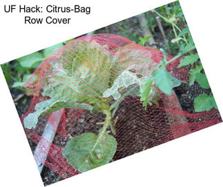 UF Hack: Citrus-Bag Row Cover