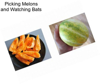 Picking Melons and Watching Bats