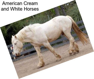 American Cream and White Horses