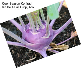 Cool-Season Kohlrabi Can Be A Fall Crop, Too