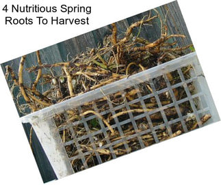 4 Nutritious Spring Roots To Harvest