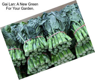 Gai Lan: A New Green For Your Garden.