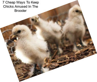 7 Cheap Ways To Keep Chicks Amused In The Brooder