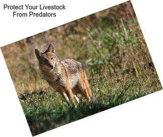 Protect Your Livestock From Predators