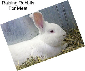 Raising Rabbits For Meat