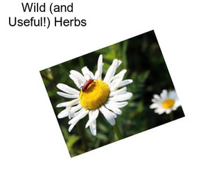 Wild (and Useful!) Herbs