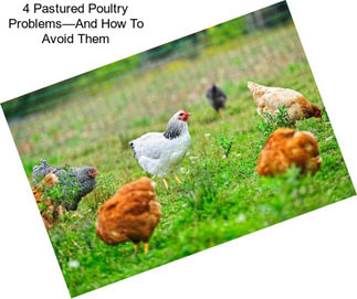 4 Pastured Poultry Problems—And How To Avoid Them