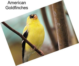 American Goldfinches