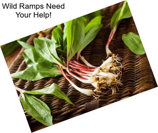 Wild Ramps Need Your Help!