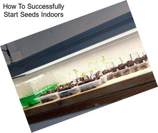 How To Successfully Start Seeds Indoors