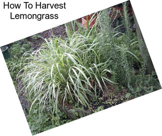 How To Harvest Lemongrass