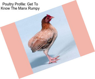 Poultry Profile: Get To Know The Manx Rumpy