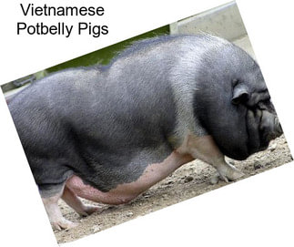 Vietnamese Potbelly Pigs