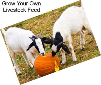 Grow Your Own Livestock Feed