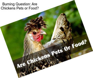 Burning Question: Are Chickens Pets or Food?