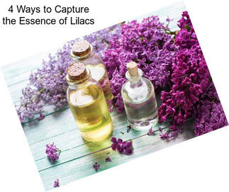 4 Ways to Capture the Essence of Lilacs