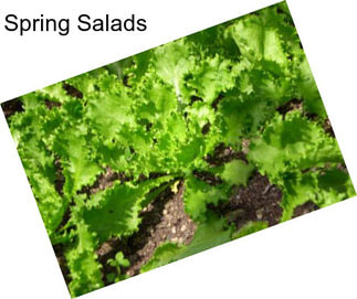 Spring Salads