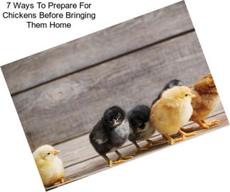 7 Ways To Prepare For Chickens Before Bringing Them Home
