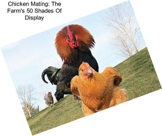 Chicken Mating: The Farm\'s 50 Shades Of \