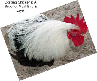 Dorking Chickens: A Superior Meat Bird & Layer