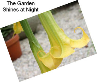 The Garden Shines at Night