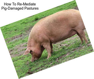 How To Re-Mediate Pig-Damaged Pastures