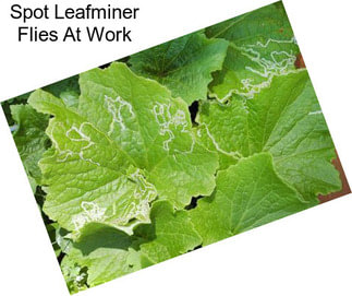 Spot Leafminer Flies At Work