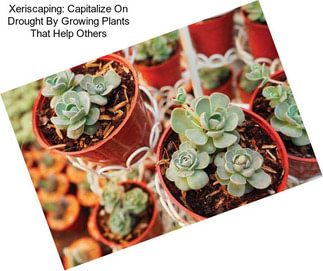 Xeriscaping: Capitalize On Drought By Growing Plants That Help Others