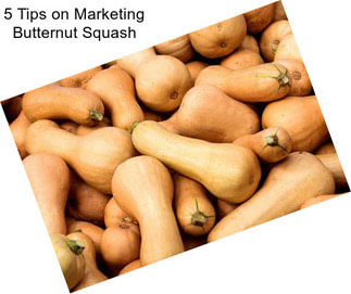 5 Tips on Marketing Butternut Squash