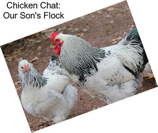 Chicken Chat: Our Son\'s Flock