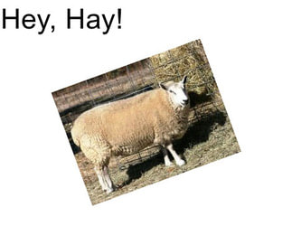 Hey, Hay!