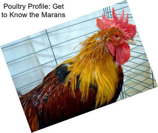 Poultry Profile: Get to Know the Marans