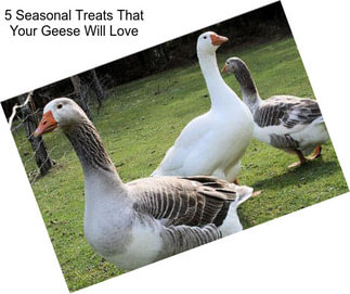 5 Seasonal Treats That Your Geese Will Love