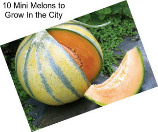 10 Mini Melons to Grow In the City
