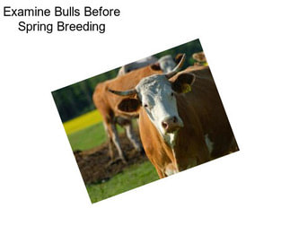 Examine Bulls Before Spring Breeding