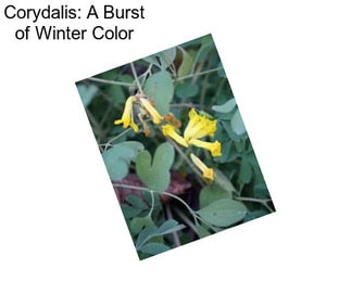 Corydalis: A Burst of Winter Color