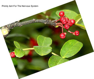Prickly Ash For The Nervous System
