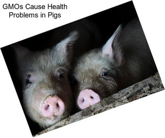 GMOs Cause Health Problems in Pigs