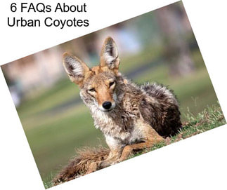 6 FAQs About Urban Coyotes