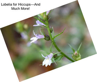 Lobelia for Hiccups—And Much More!