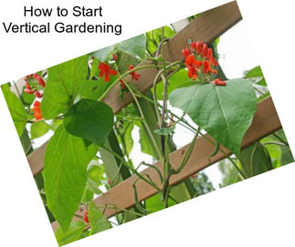 How to Start Vertical Gardening