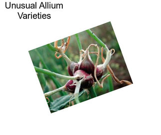 Unusual Allium Varieties