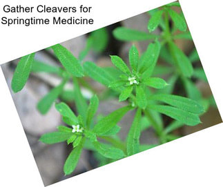 Gather Cleavers for Springtime Medicine