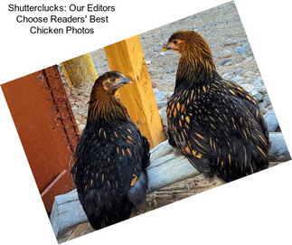 Shutterclucks: Our Editors Choose Readers\' Best Chicken Photos