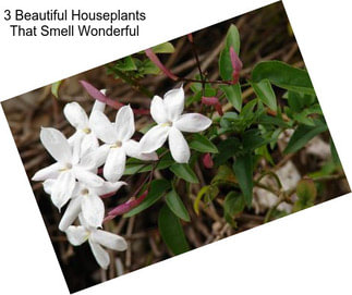 3 Beautiful Houseplants That Smell Wonderful