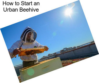 How to Start an Urban Beehive