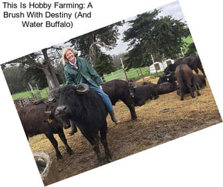 This Is Hobby Farming: A Brush With Destiny (And Water Buffalo)