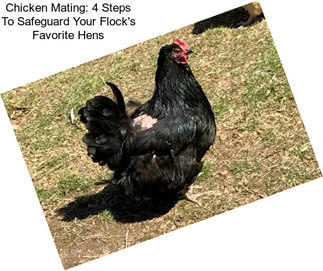 Chicken Mating: 4 Steps To Safeguard Your Flock\'s Favorite Hens